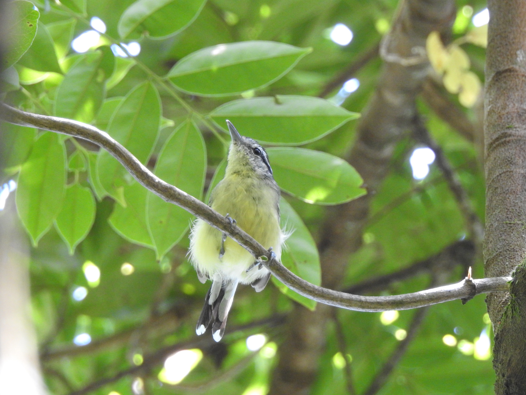 Rufous-margined Antwren (Herpsilochmus rufimarginatus), photo 3