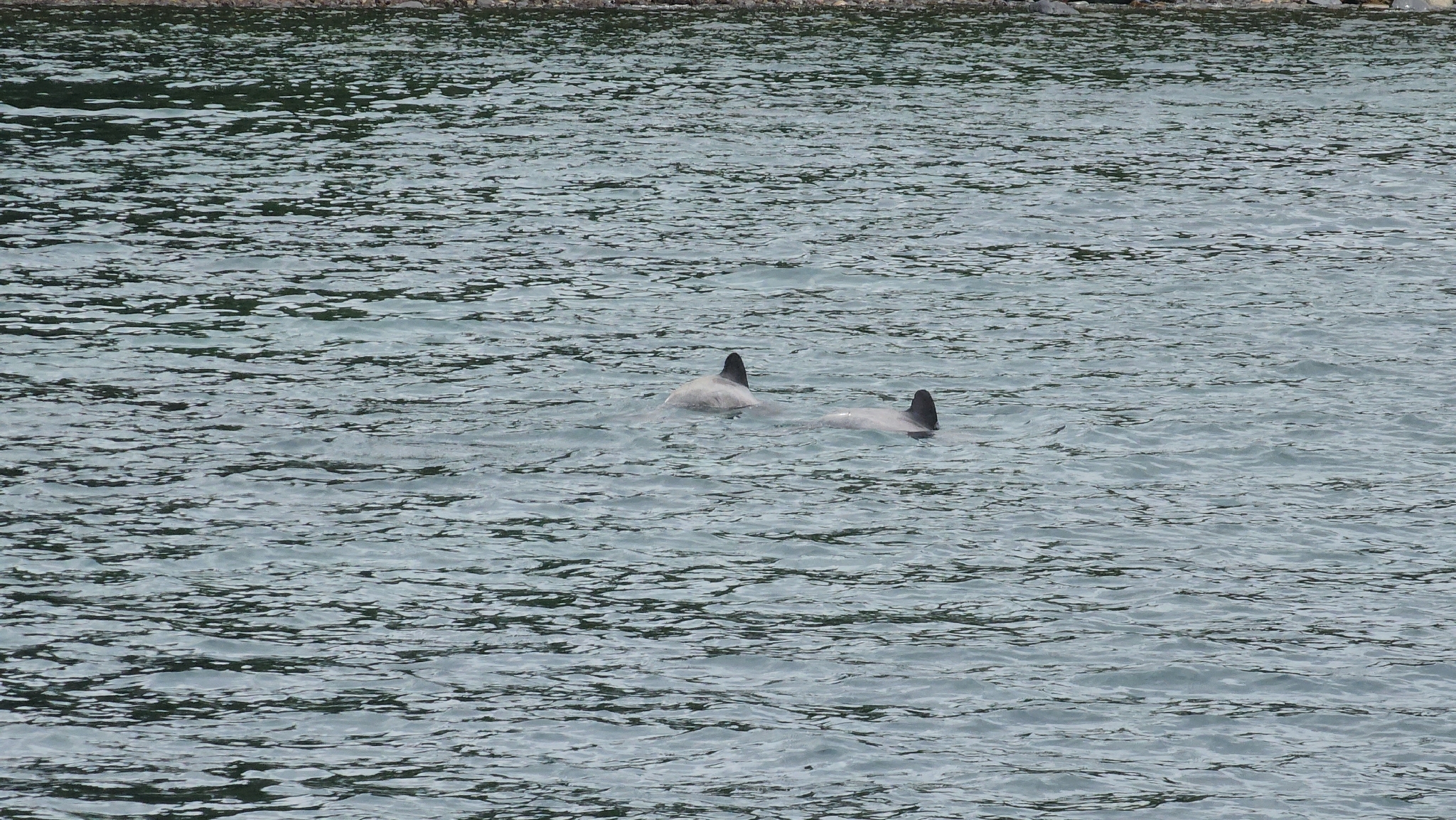 Cephalorhynchus eutropia
