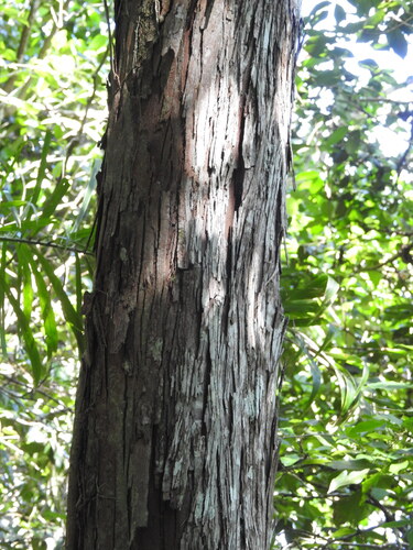 Annona cacans (Annona cacans)