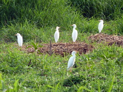 Bubulcus ibis