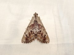 Enchesphora recurvalis