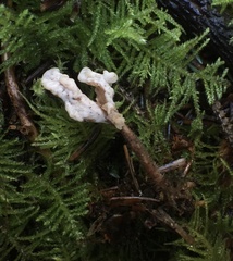 Clavulina castaneipes