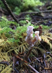 Clavulina castaneipes