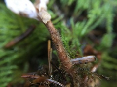 Clavulina castaneipes