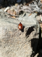 Ecnolagria rufescens