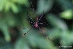 Trichonephila clavipes