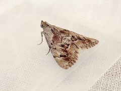 Enchesphora recurvalis