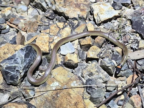 Red-naped Snake