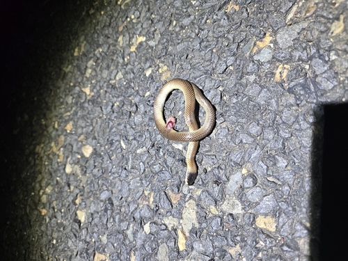 Black-naped Hooded Snake