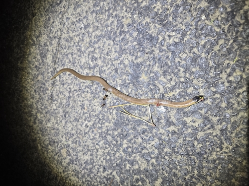 Black-naped Hooded Snake