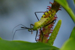 Zelus armillatus