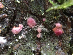 Hypomyces rosellus