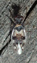Patapius spinosus