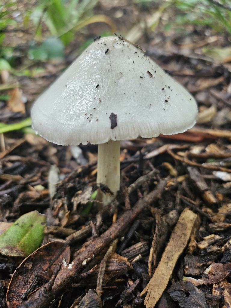Volvopluteus gloiocephalus · February 2026 · photo: © bigealien (iNaturalist, cc-by)