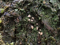 Hypomyces rosellus
