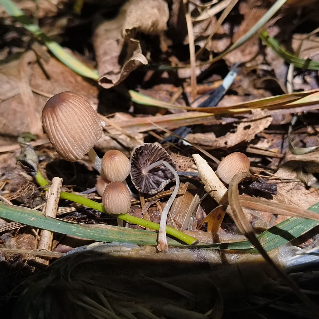 Ephemerocybe plagiopora · January 2026 · photo: © zedt (iNaturalist, cc-by)