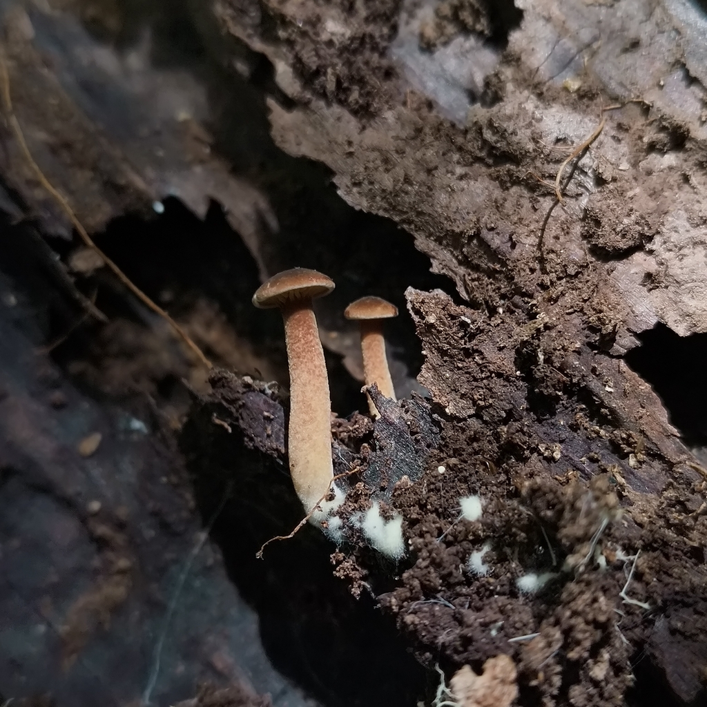 Phylloporus novae-zelandiae