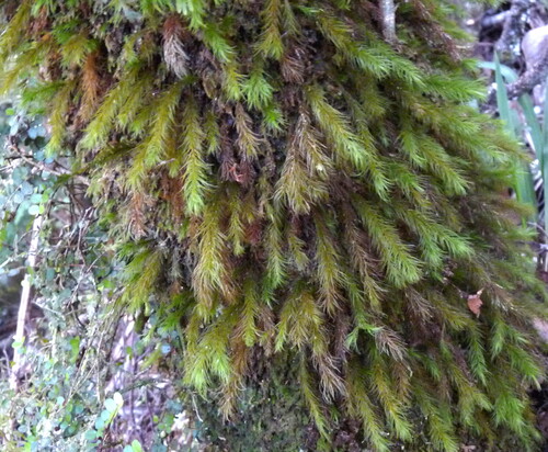 Cryptopodium bartramioides observed 2026-02-10