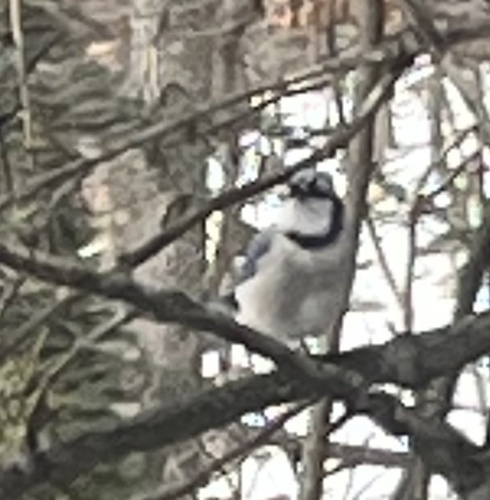 Blue Jay