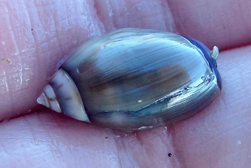 Purple Olive Snail