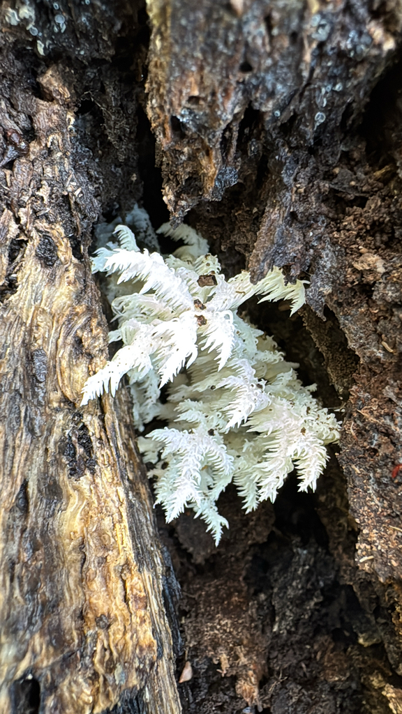 Hericium coralloides · February 2026 · photo: © natureenthusiast_elle (iNaturalist, cc-by-nc)