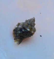 Ocinebrina