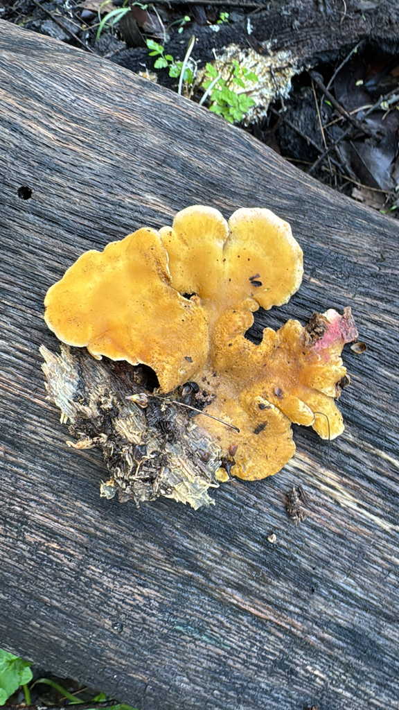 Phyllotopsis nidulans · February 2026 · photo: © natureenthusiast_elle (iNaturalist, cc-by-nc)