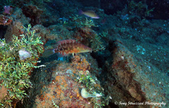 Oxycheilinus celebicus