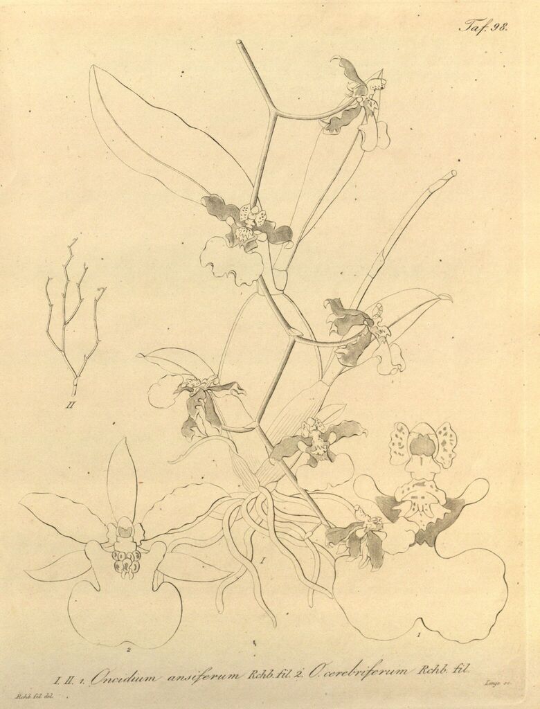 Oncidium ansiferum