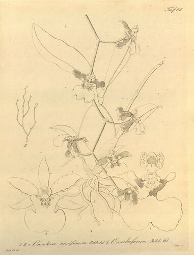 Ansiferum Oncidium