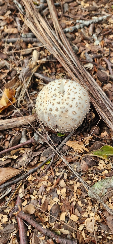 Amanita excelsa spissa · February 2026 · photo: © alamettyr (iNaturalist, cc-by)