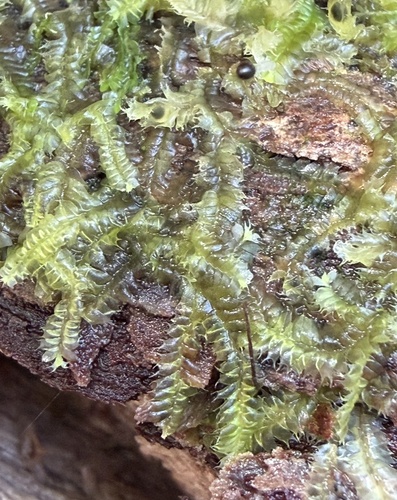 Lophocolea bicuspidata observed 2026-02-11