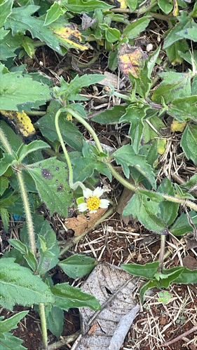 Tridax procumbens observed 2026-02-13