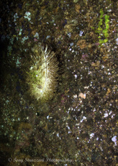 Spondylidae