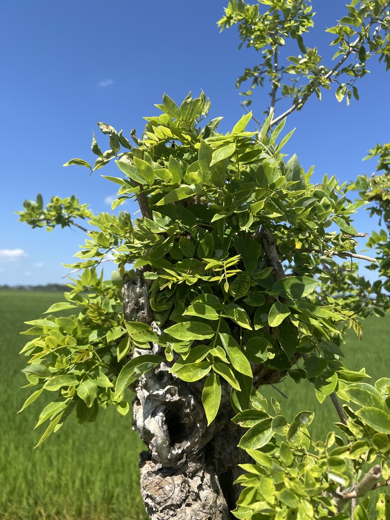 Fence Post Tree from Jima Abajo, DO-VE, DO on February 12, 2026 at 12: ...