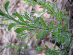 Vittadinia australasica