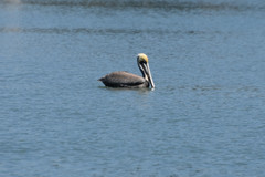 Pelecanus occidentalis