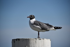 Leucophaeus atricilla