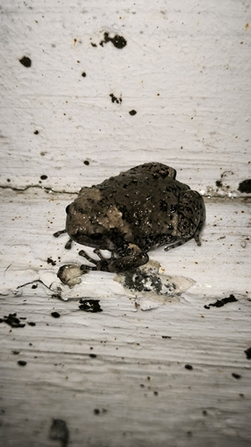 Kaloula baleata