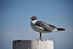 Leucophaeus atricilla