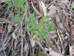 Vittadinia australasica