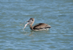Pelecanus occidentalis