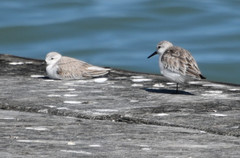 Calidris alba