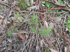 Vittadinia australasica