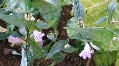Strobilanthes anisophyllus