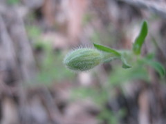 Vittadinia australasica