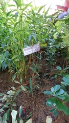 Strobilanthes anisophyllus