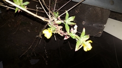 Oenothera elata hookeri
