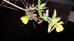 Oenothera elata hookeri