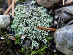 Cladonia